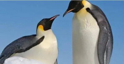 ​企鹅为啥不能在北极生存（地理位置和环境不同）