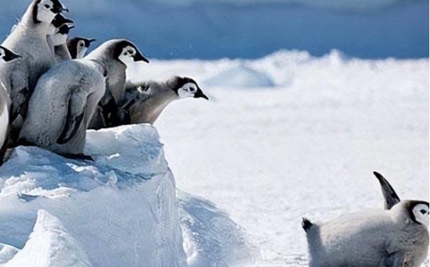 探秘企鹅为啥不能在北极生存(地理位置和环境不同) 2