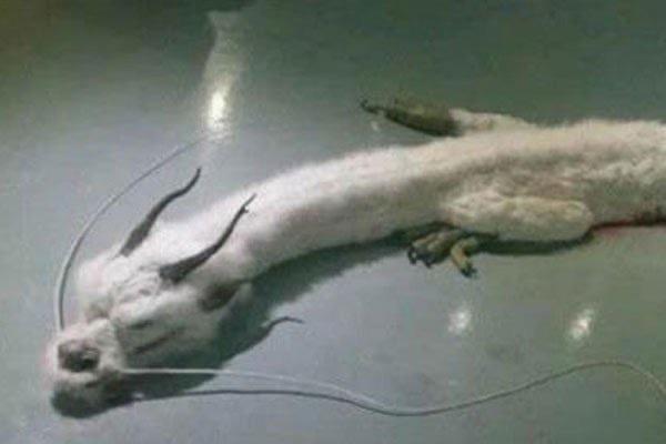 探秘中国不敢公开发现龙 现实中龙是灭绝了还是根本不存在 2