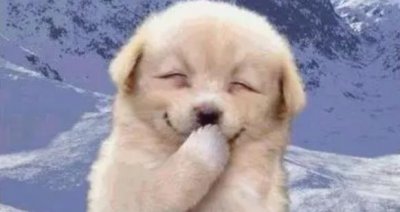 ​微笑狗到底怎么来的（微笑狗事件的具体事例）