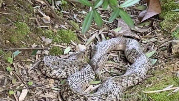 探秘广西大蛇事件真相,广西大蛇是真的吗 2