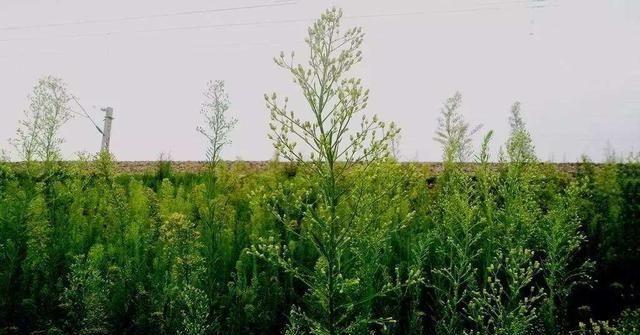 仓颉庙历史悠久,庙内有一根长16米的“蒿草”杆,堪称一大奇观