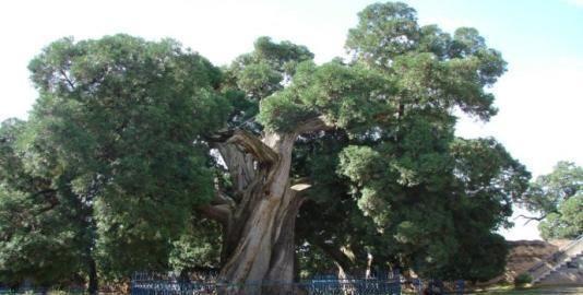 仓颉庙历史悠久,庙内有一根长16米的“蒿草”杆,堪称一大奇观