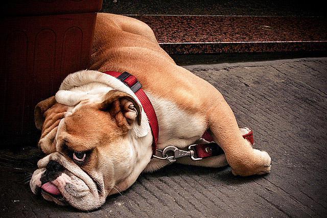 最好养的宠物狗综合排名,你会养吗?