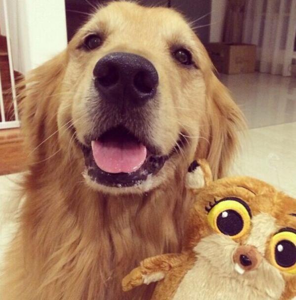 最好养的宠物狗综合排名,你会养吗?