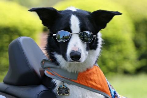 最好养的宠物狗综合排名,你会养吗?