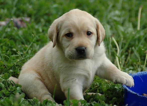 最好养的宠物狗综合排名,你会养吗?