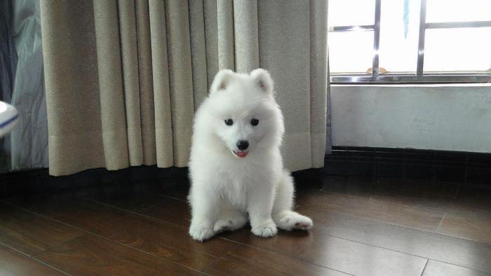 最好养的宠物狗综合排名,你会养吗?