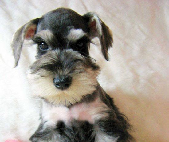 最好养的宠物狗综合排名,你会养吗?