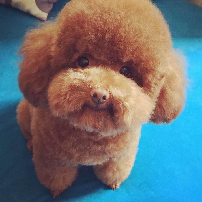 最好养的宠物狗综合排名,你会养吗?