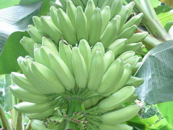 皇帝蕉消除疲劳、助消化,果农掌握种植要点,收获吃不完的皇帝蕉