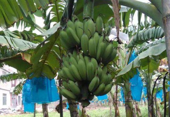 皇帝蕉消除疲劳、助消化,果农掌握种植要点,收获吃不完的皇帝蕉