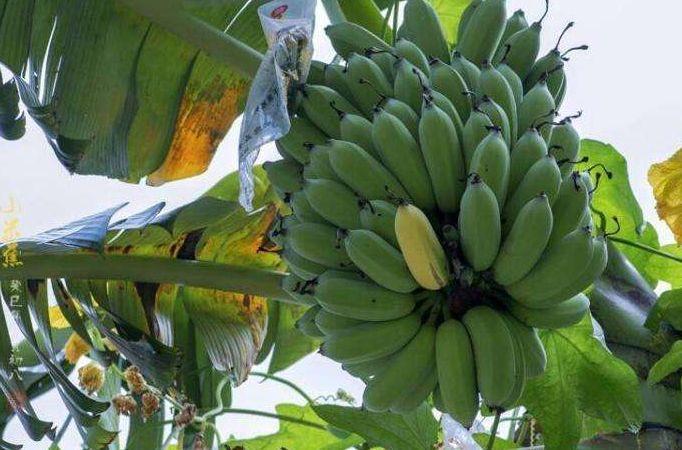 皇帝蕉消除疲劳、助消化,果农掌握种植要点,收获吃不完的皇帝蕉