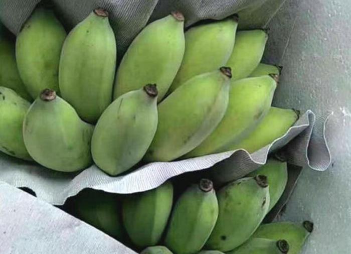 皇帝蕉消除疲劳、助消化,果农掌握种植要点,收获吃不完的皇帝蕉