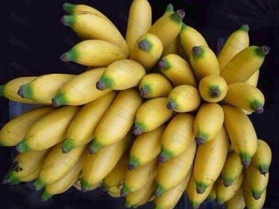 皇帝蕉消除疲劳、助消化,果农掌握种植要点,收获吃不完的皇帝蕉