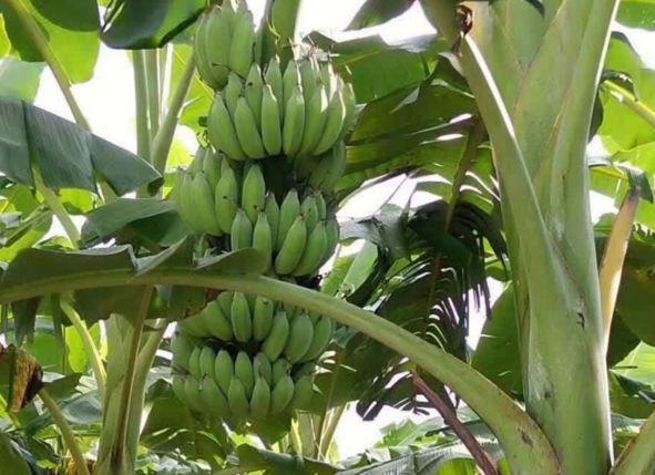 皇帝蕉消除疲劳、助消化,果农掌握种植要点,收获吃不完的皇帝蕉