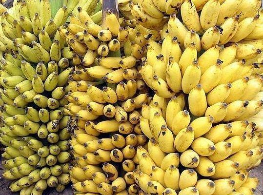 皇帝蕉消除疲劳、助消化,果农掌握种植要点,收获吃不完的皇帝蕉