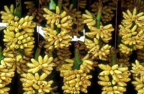 皇帝蕉消除疲劳、助消化,果农掌握种植要点,收获吃不完的皇帝蕉