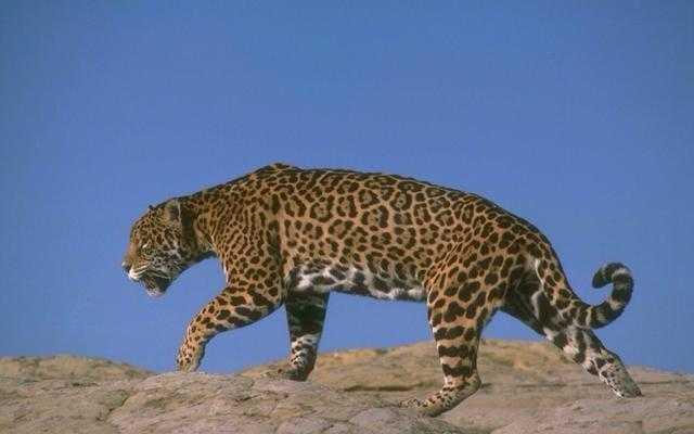 猫科的六大“巨头”排名, 谁能一“撸”到底?