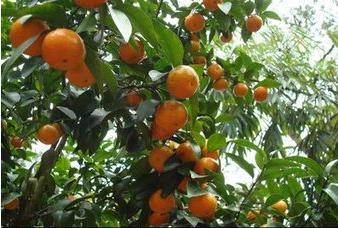 皇帝柑，又称“贡柑”一种招人喜爱的水果哦