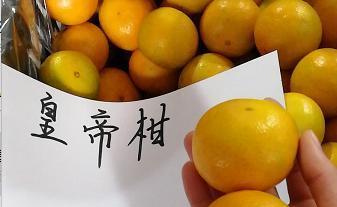 皇帝柑，又称“贡柑”一种招人喜爱的水果哦