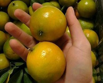 皇帝柑，又称“贡柑”一种招人喜爱的水果哦