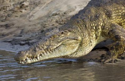 ​世界最凶猛的十大陆地动物排名 科莫多龙排第五