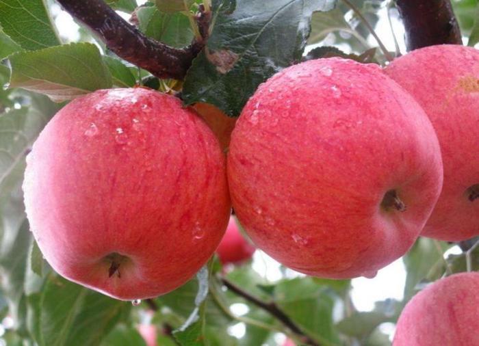 癌细胞最怕的六大抗癌水果,多吃可以防癌,可惜很少人知道!