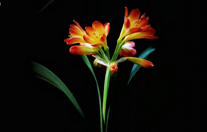 恋爱中固执又犯傻的属相女,最容易遍体鳞伤,无法走出情伤