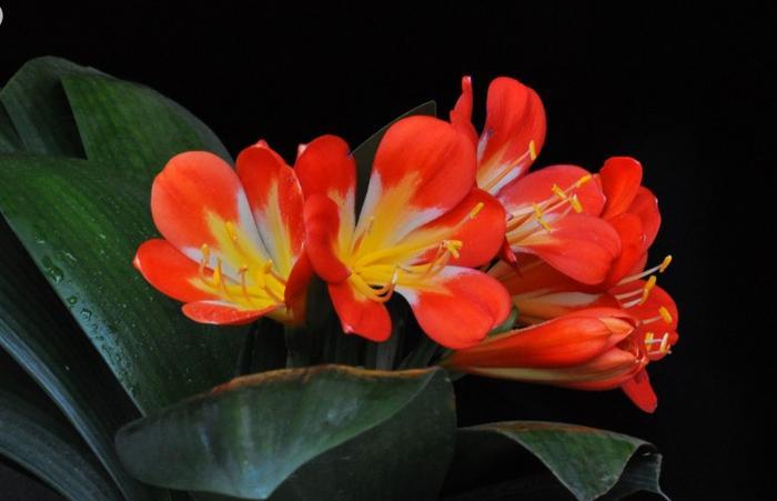 恋爱中固执又犯傻的属相女,最容易遍体鳞伤,无法走出情伤