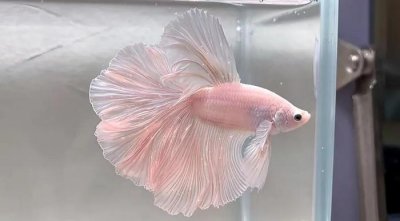 ​最近掀起的泰国斗鱼，泰国斗鱼有多美？