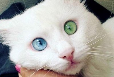 ​最美网红猫双瞳异色 粉丝被其“催眠”魔力吸引