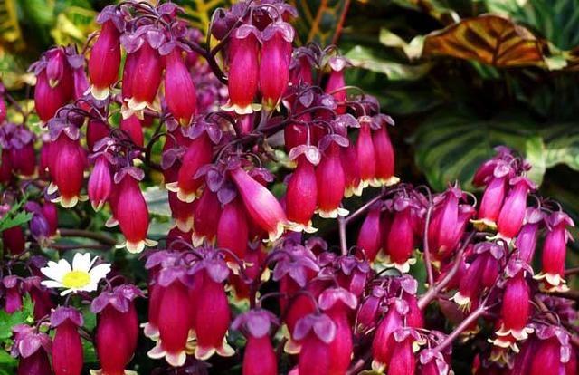 最适合在阳台上养殖的花卉!花色鲜艳,容易爆盆!花朵花型特别!