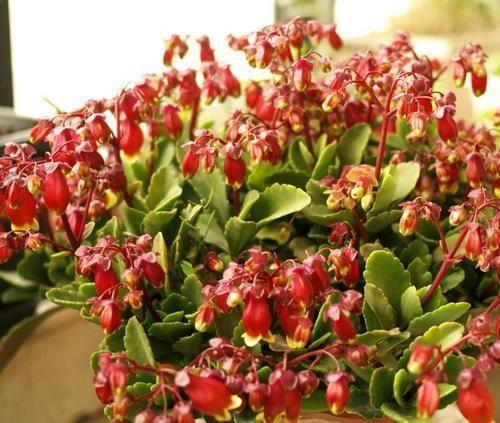 最适合在阳台上养殖的花卉!花色鲜艳,容易爆盆!花朵花型特别!