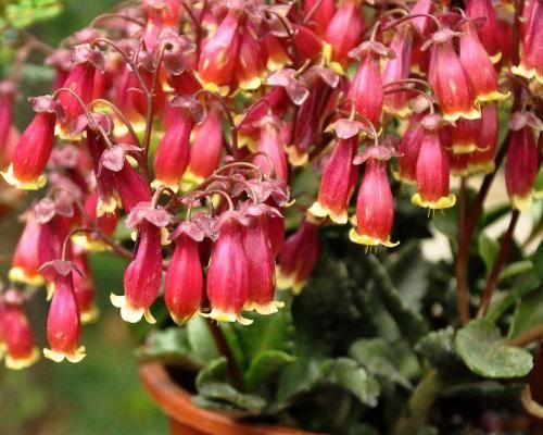 最适合在阳台上养殖的花卉!花色鲜艳,容易爆盆!花朵花型特别!