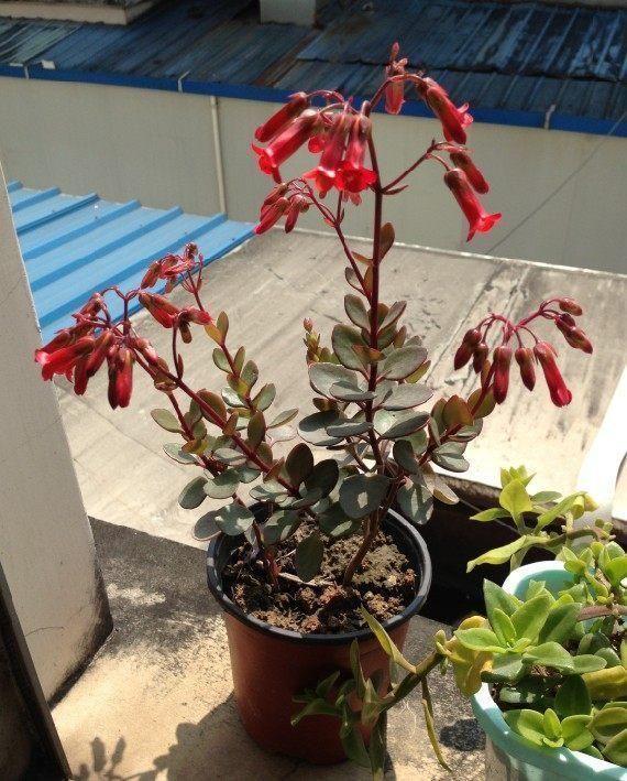 最适合在阳台上养殖的花卉!花色鲜艳,容易爆盆!花朵花型特别!