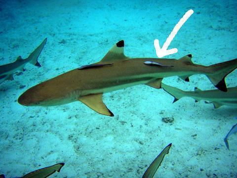 海底最懒的鱼,竟然不会游泳,需要吸附在别的动物身上到处走!