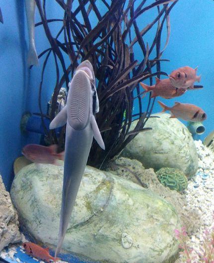 海底最懒的鱼,竟然不会游泳,需要吸附在别的动物身上到处走!