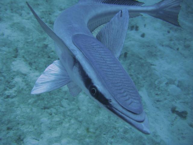 海底最懒的鱼,竟然不会游泳,需要吸附在别的动物身上到处走!