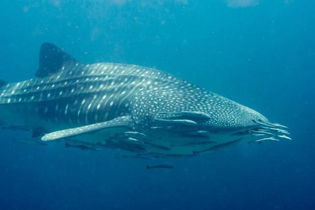 海底最懒的鱼,竟然不会游泳,需要吸附在别的动物身上到处走!