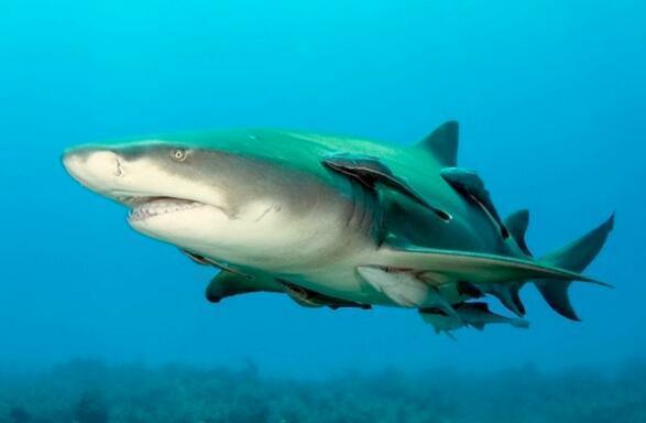 海底最懒的鱼,竟然不会游泳,需要吸附在别的动物身上到处走!