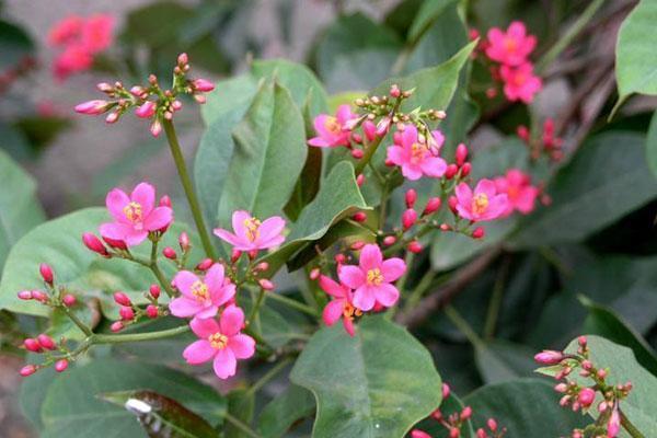 琴叶珊瑚——世界上花期最长的花,家中有小孩子、宠物的不要养!