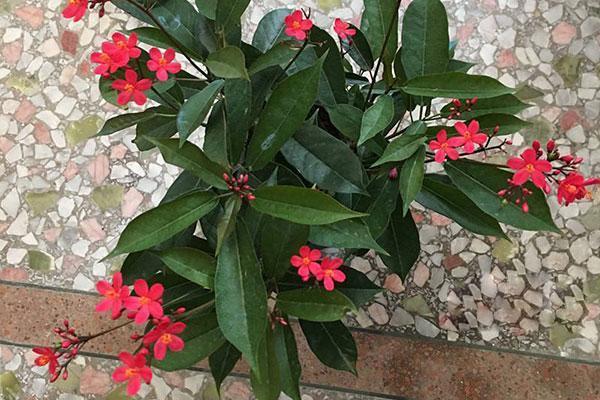 琴叶珊瑚——世界上花期最长的花,家中有小孩子、宠物的不要养!