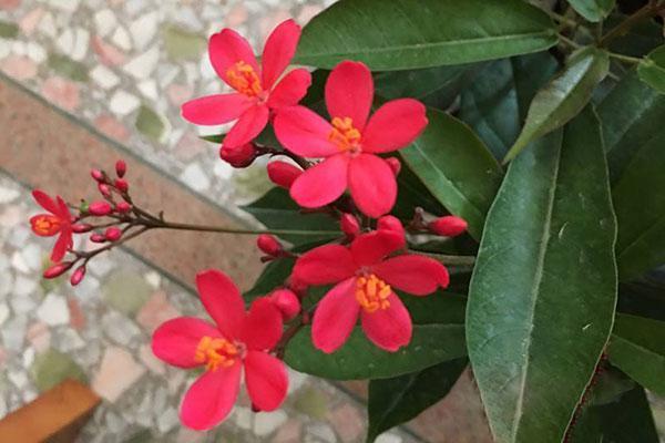 琴叶珊瑚——世界上花期最长的花,家中有小孩子、宠物的不要养!