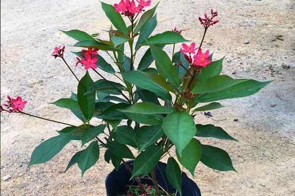 琴叶珊瑚——世界上花期最长的花,家中有小孩子、宠物的不要养!