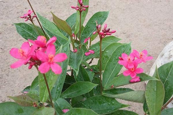 琴叶珊瑚——世界上花期最长的花,家中有小孩子、宠物的不要养!