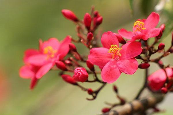 琴叶珊瑚——世界上花期最长的花,家中有小孩子、宠物的不要养!