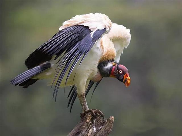 秘鲁出现世界上最大的猛禽神鹫，双翅展开三米长，却只靠腐肉为生