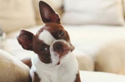 ​红腹金刚鹦鹉说话能力红金刚鹦鹉寿命