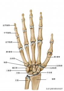 ​解剖图谱｜手部肌肉解剖